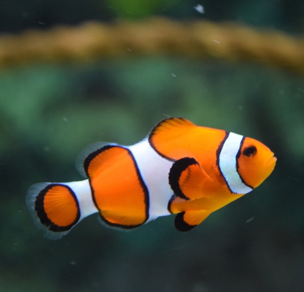 Agua transparente de la playa